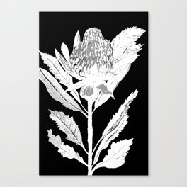 Protea, warratah, native Australian flower  Canvas Print