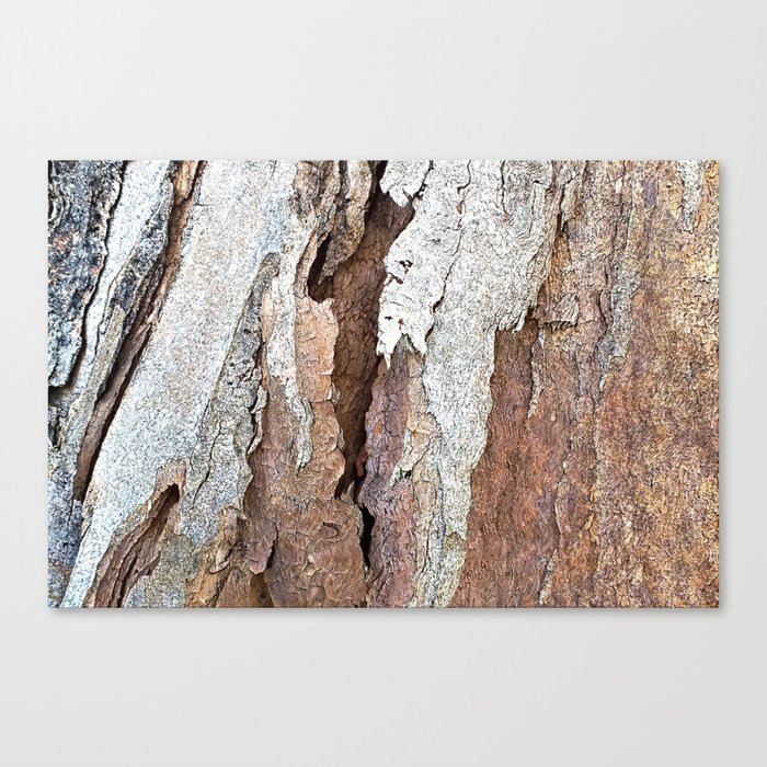 Eucalyptus Tree Bark and Wood Abstract Natural Texture 64 Canvas Print