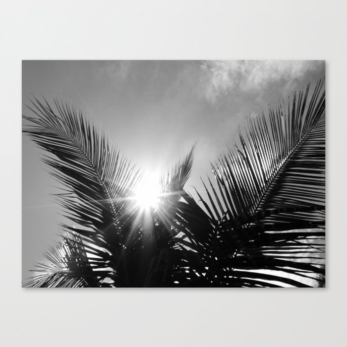 Sunlight through the palms Canvas Print