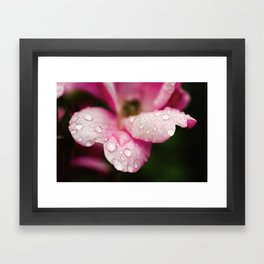 Floral Nature Photograph Raindrops on Wild Pink Rose Framed Art Print