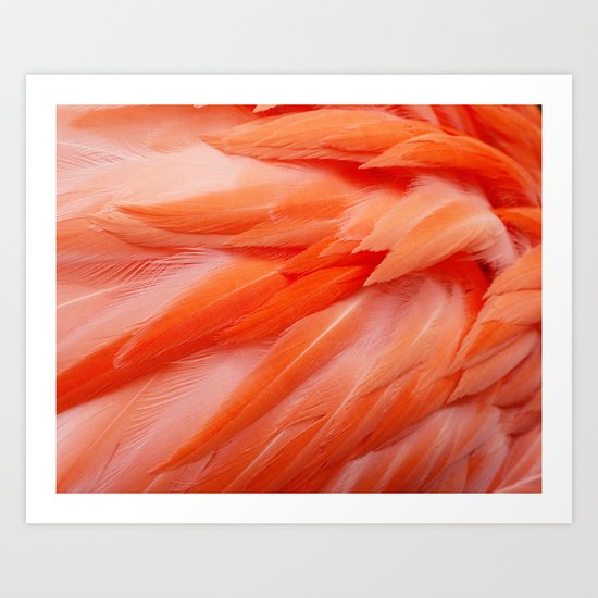 Flamingo Feathers Art Print