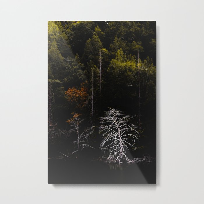 Alone in the Woods Metal Print