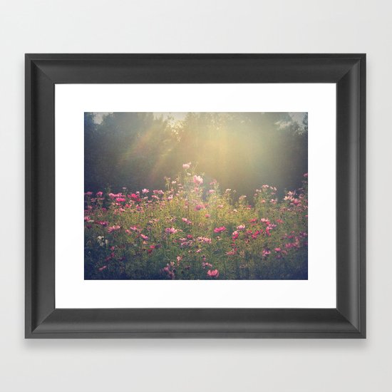 Cosmos in the Late Day Sun Framed Art Print