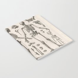 1857 Diagram Anatomy including Skeletons Notebook
