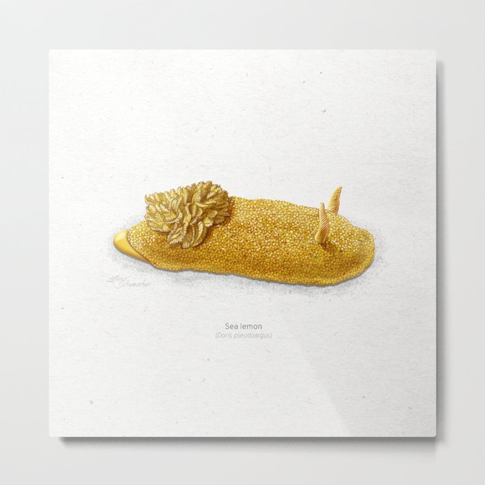 Sea lemon scientific illustration art print Metal Print