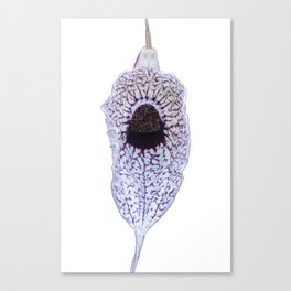 Aristolochia grandiflora (Pelican Flower) Canvas Print