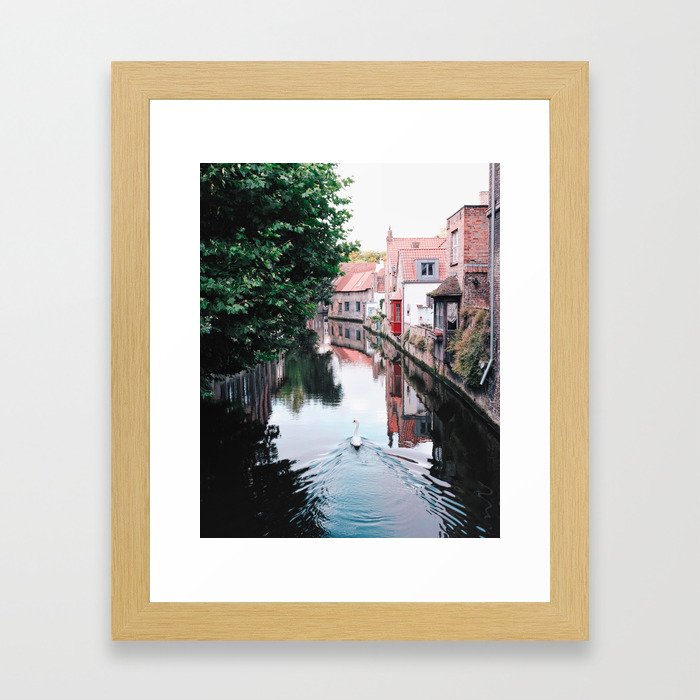 Swan in Belgium Framed Art Print