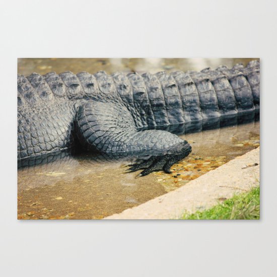 The Alligator Crawl Canvas Print