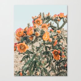 Cholla, Orange Flowering Cactus Canvas Print