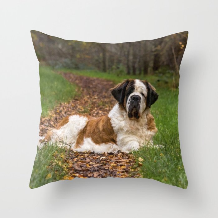 Big cute St Bernard dog in Autumn Throw Pillow by Haley Redshaw