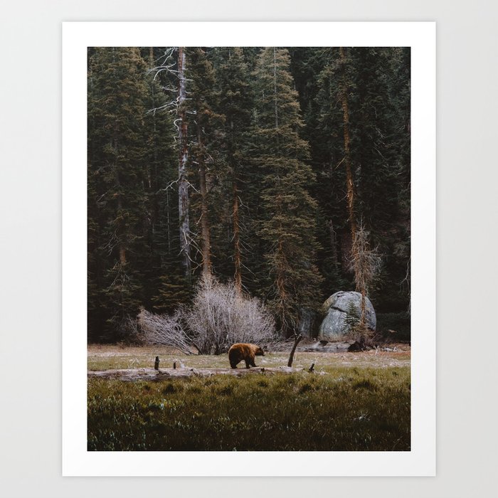 BEAR IN THE FOREST Art Print