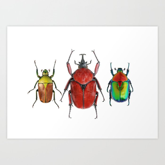 Three Rare Beetles Art Print