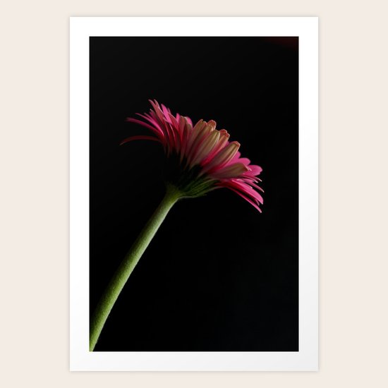 Pink Gerbera 7 Art Print