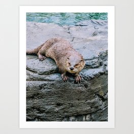 Watchful Otter Art Print