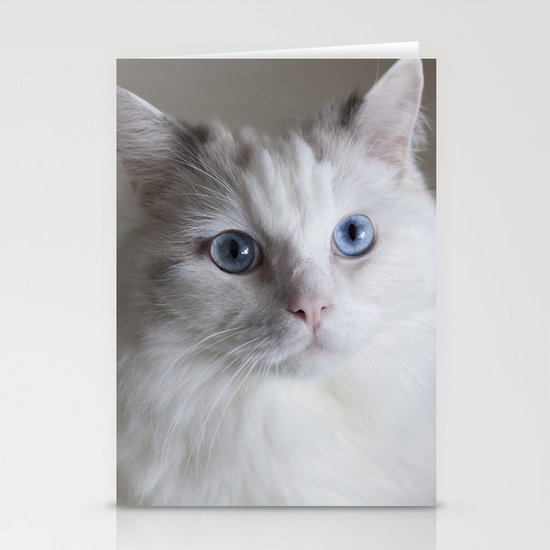 ragdoll eyes