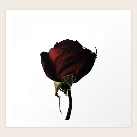 rose Art Print