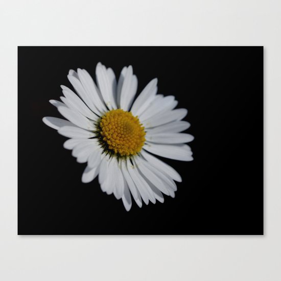 I like daisies Canvas Print