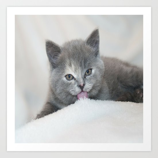 Snow Kitten Art Print