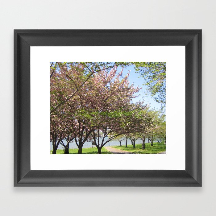 Cherry Blossoms in Washington, D.C. Framed Art Print