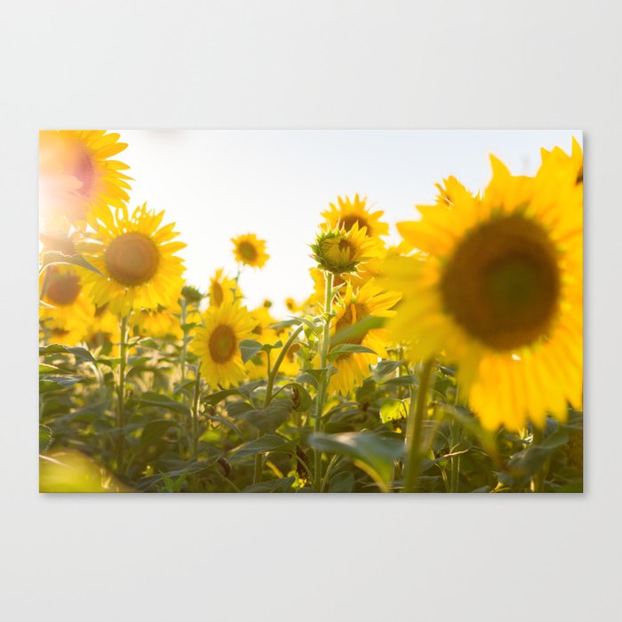 Sunflower Field Canvas Print