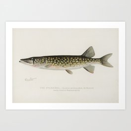 Pickerel fish Art Print