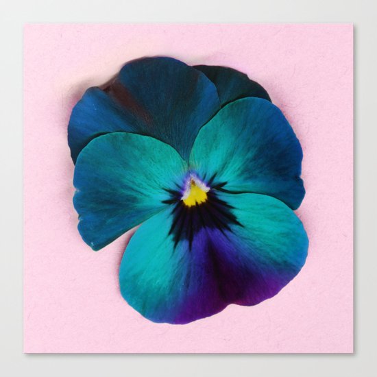 Viola tricolor Canvas Print