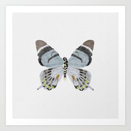 Papilio laglaizei Butterfly Art Print
