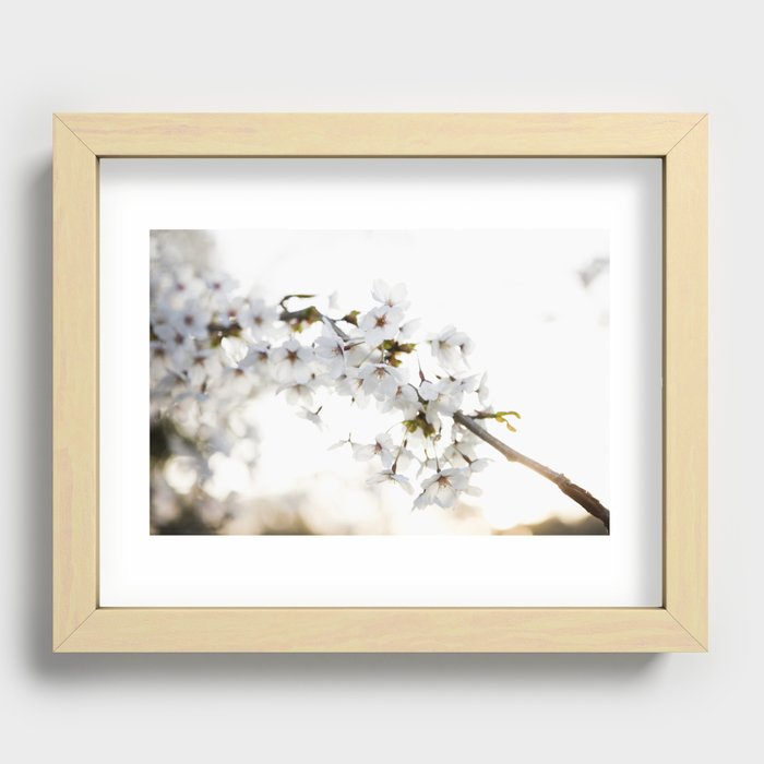 Cherry Tree Blossoms Recessed Framed Print