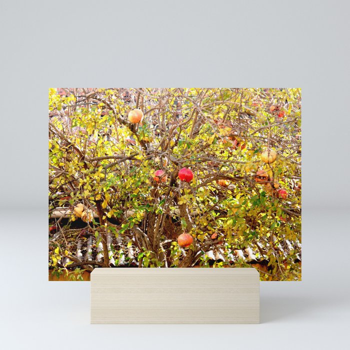 Urban Pomegranate Tree Mini Art Print