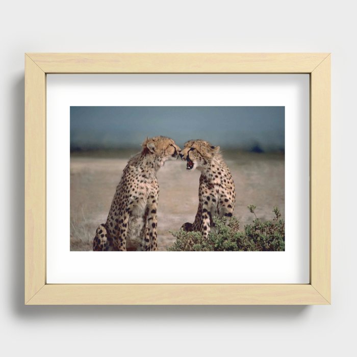 Two cheetahs African animal print Recessed Framed Print