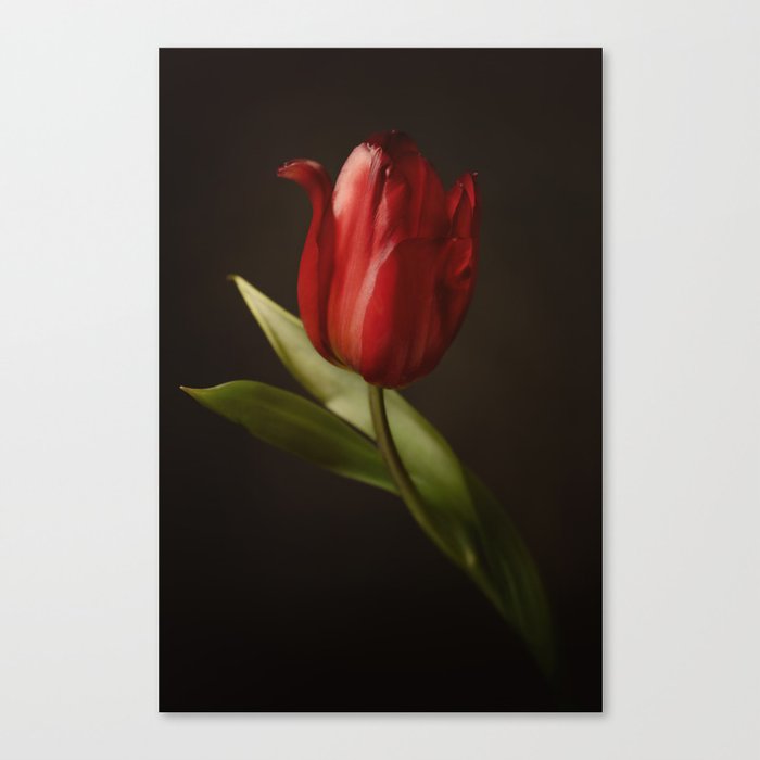 Still life of a red tulip | close up art work in dutch masters style | Netherlands, Amsterdam Canvas Print