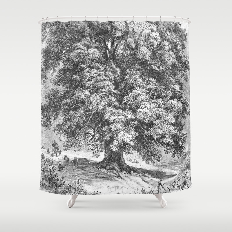 Linden Tree Print From 1800 S Encyclopedia Shower Curtain By