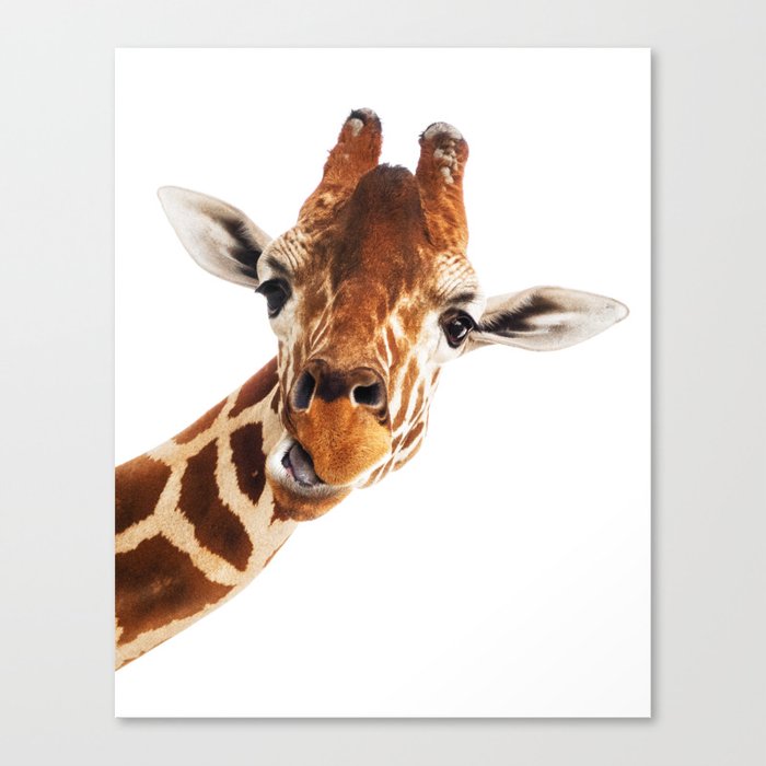 giraffe portrait wild animal cute zoo safari madagascar wildlife nursery decor ideas canvas print by wildlife beauty society6