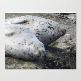 Happy Harbor Seals Canvas Print