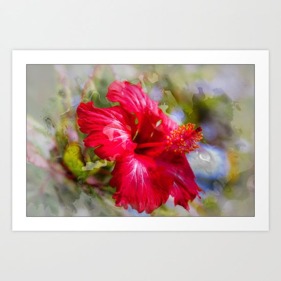 Red Hibiscus Art Print