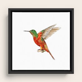 Hummingbird Framed Canvas