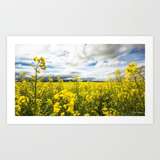 Fields of yellow Art Print