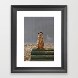 Meerkat No.1 Framed Art Print
