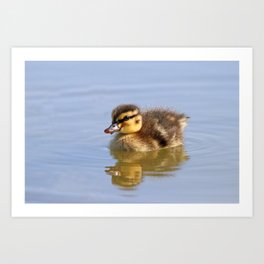 Little duckling | Baby duck | Bird | Nature photography in color Art Print
