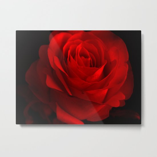 Red Rose Metal Print