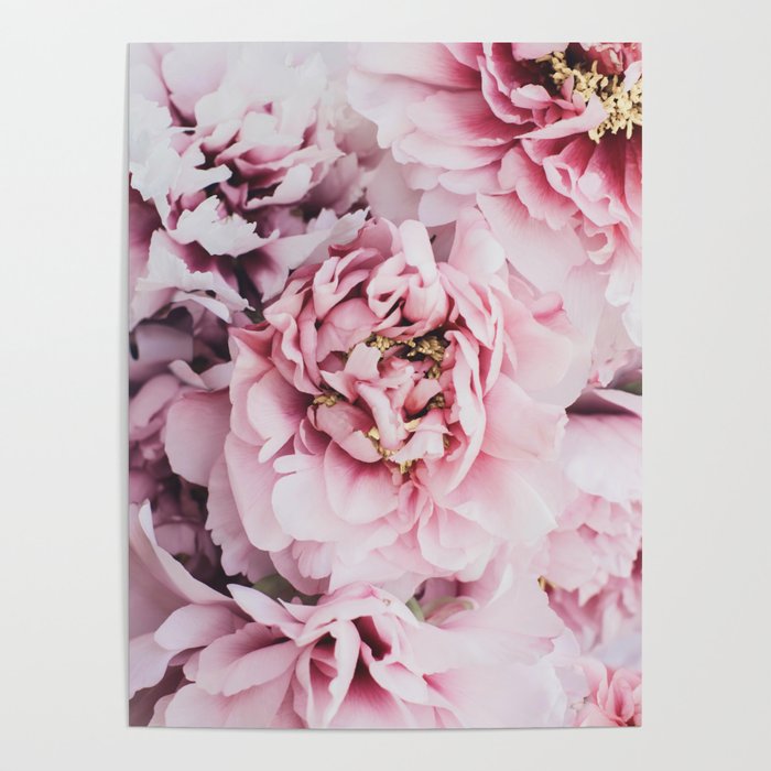 Pink Blush Peonies - Flower photography by Ingrid Beddoes Poster