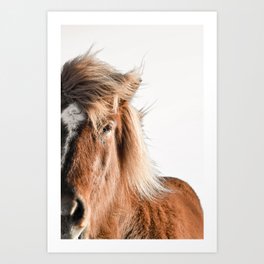 Icelandic Horse Print - Equestrian Photography, Iceland Photography, Horse Art Art Print