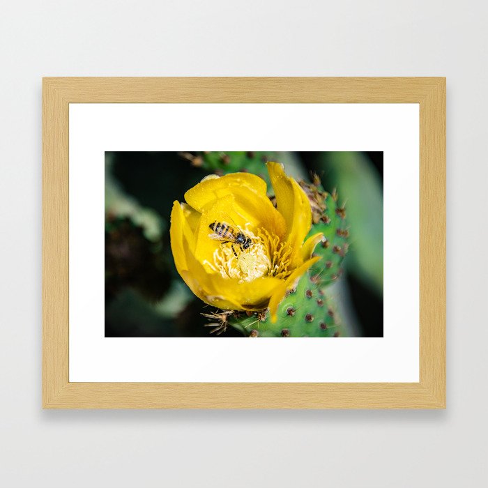 Wasp in Barbary fig flower Framed Art Print