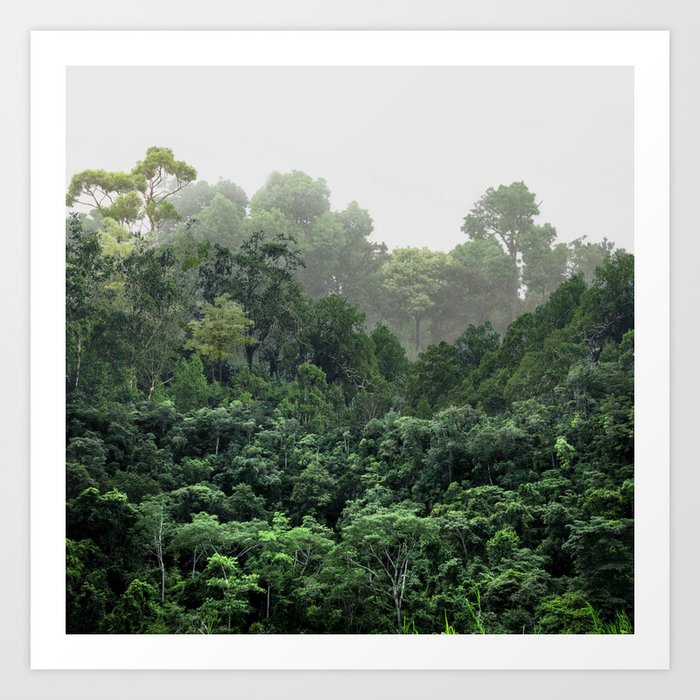 Tropical Foggy Forest Art Print