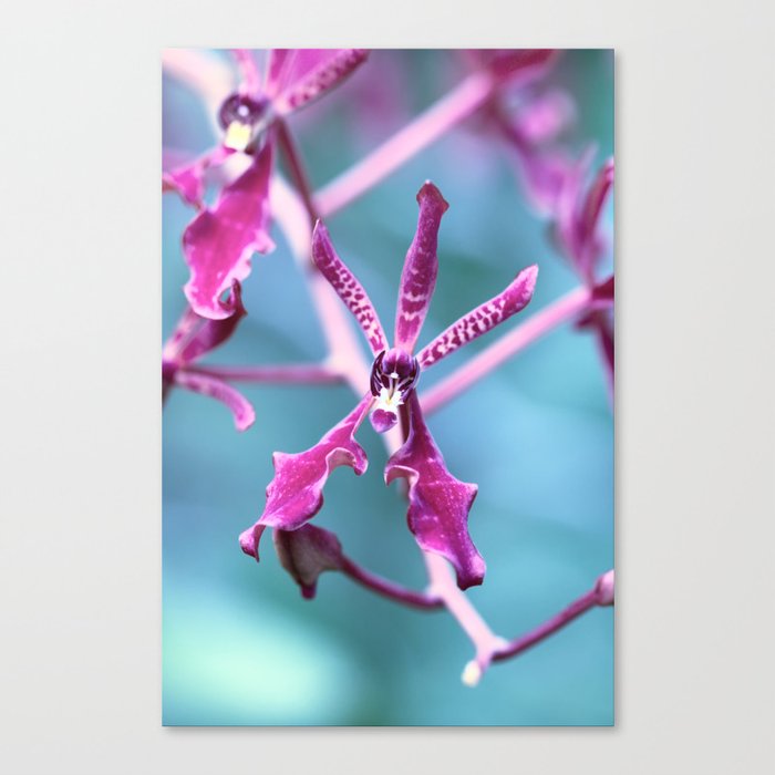 Magenta Pink Orchid On Blue Background Canvas Print