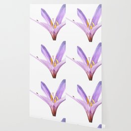 Pastel purple delicate minimalistic field crocus wildflower blossom with tiny cricket Wallpaper