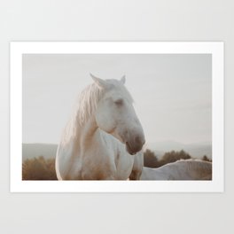 Peaceful Lone White Horse at Sunrise Art Print