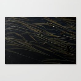 Tall seagrass Canvas Print