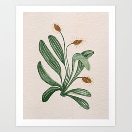 English plantain plant botanical pattern. Art Print