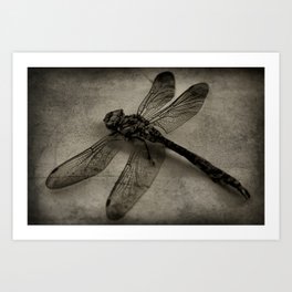 dragonfly Art Print | Animal, Photo, Nature 